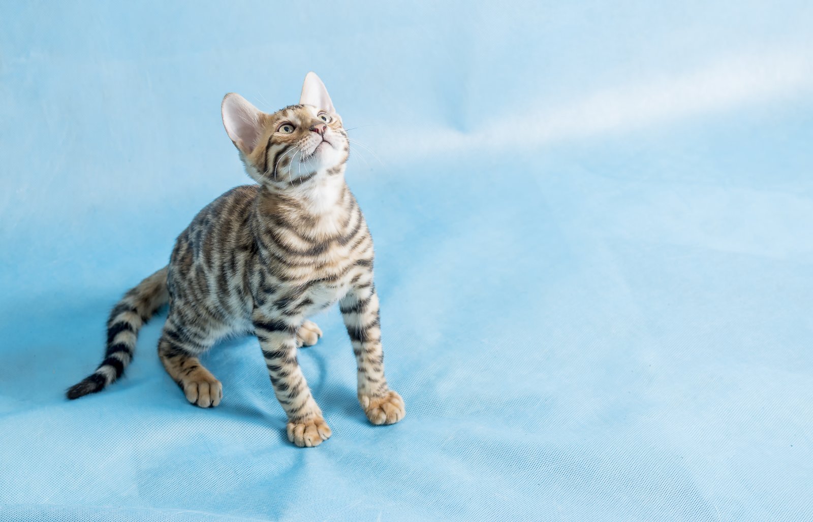 Bengal kitten, still very young