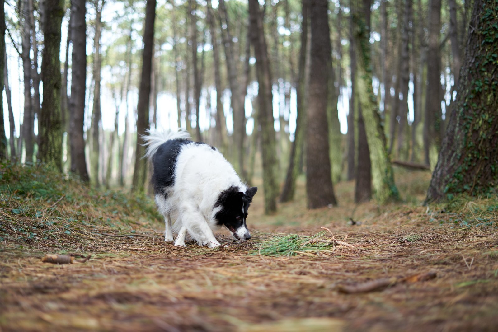 Adult Border Collie, full silhouette