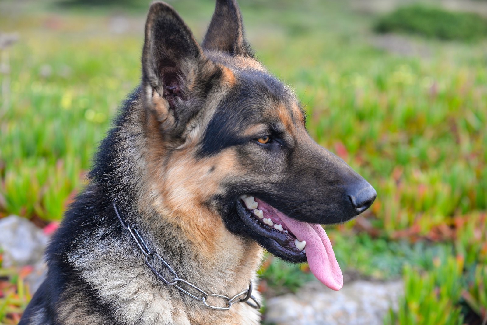Adult German Shepherd, standing
