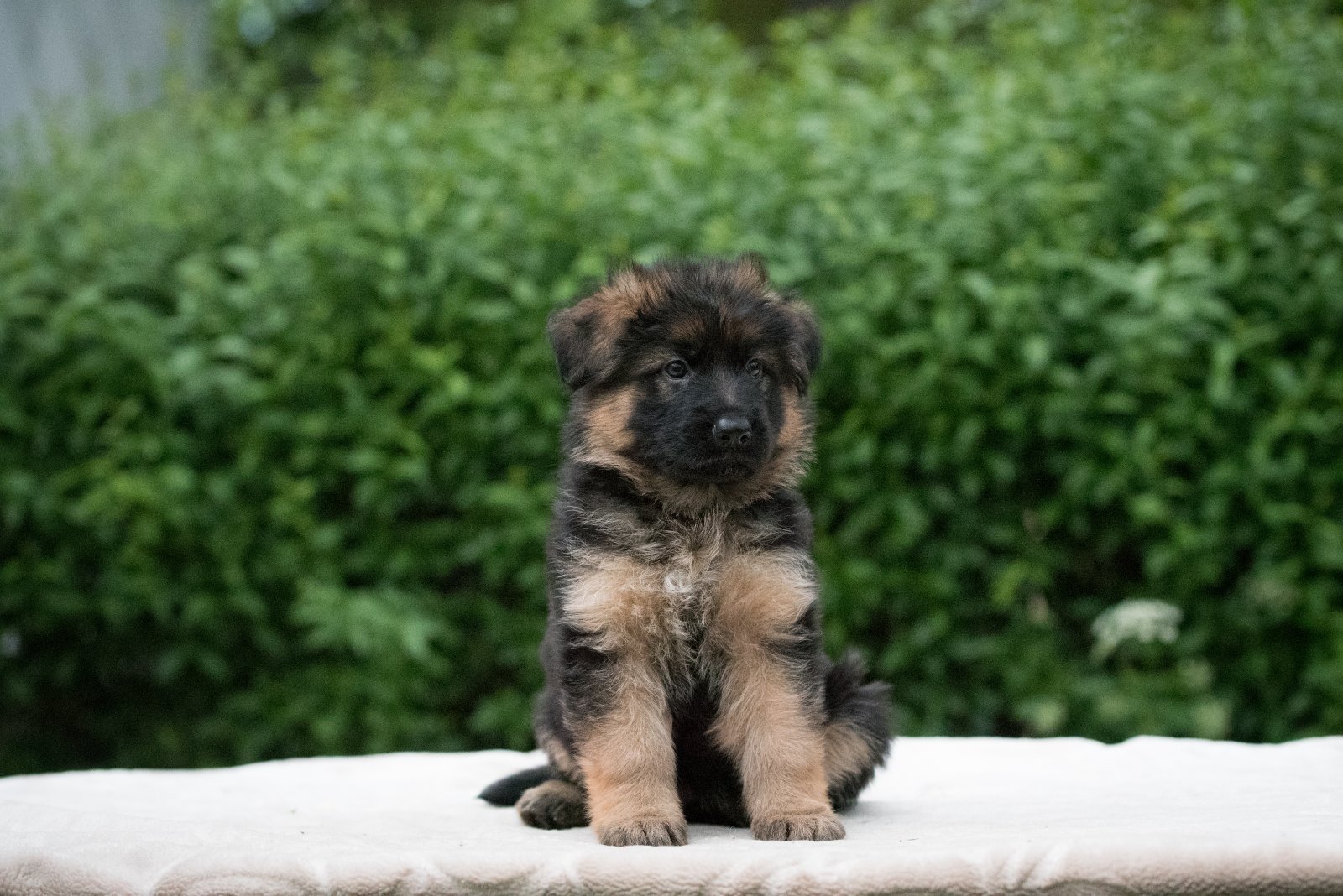German Shepherd puppy, front portrait