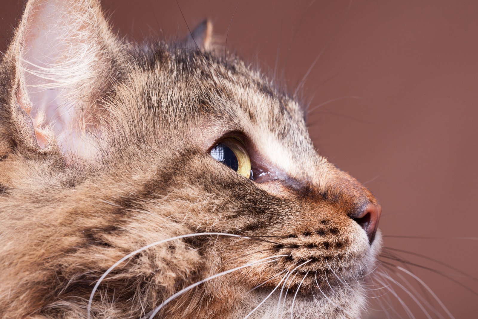 Maine Coon adulto a pelo lungo