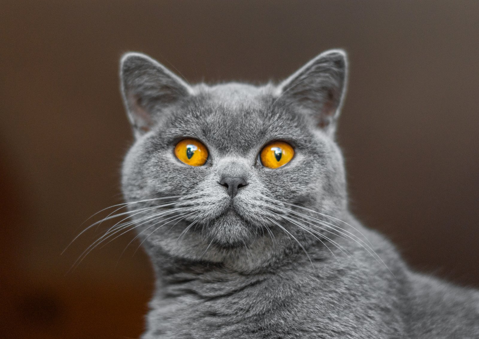 British Shorthair dal pelo denso