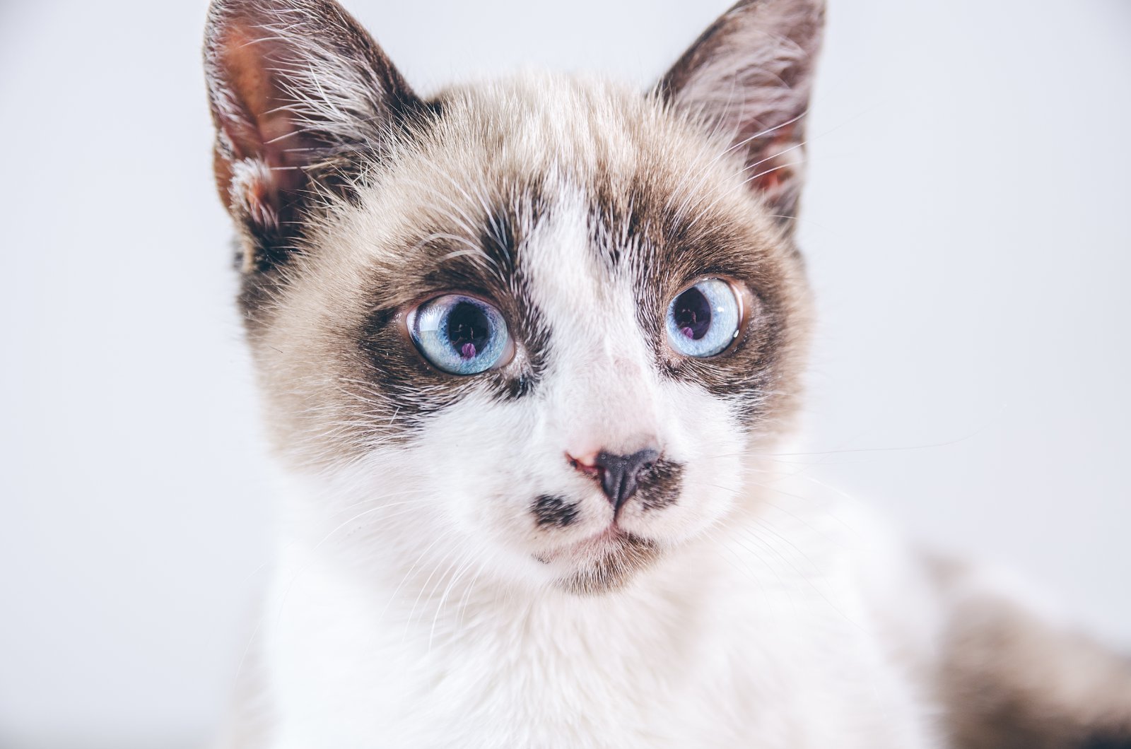 Gatto con mantello colourpoint, occhi blu