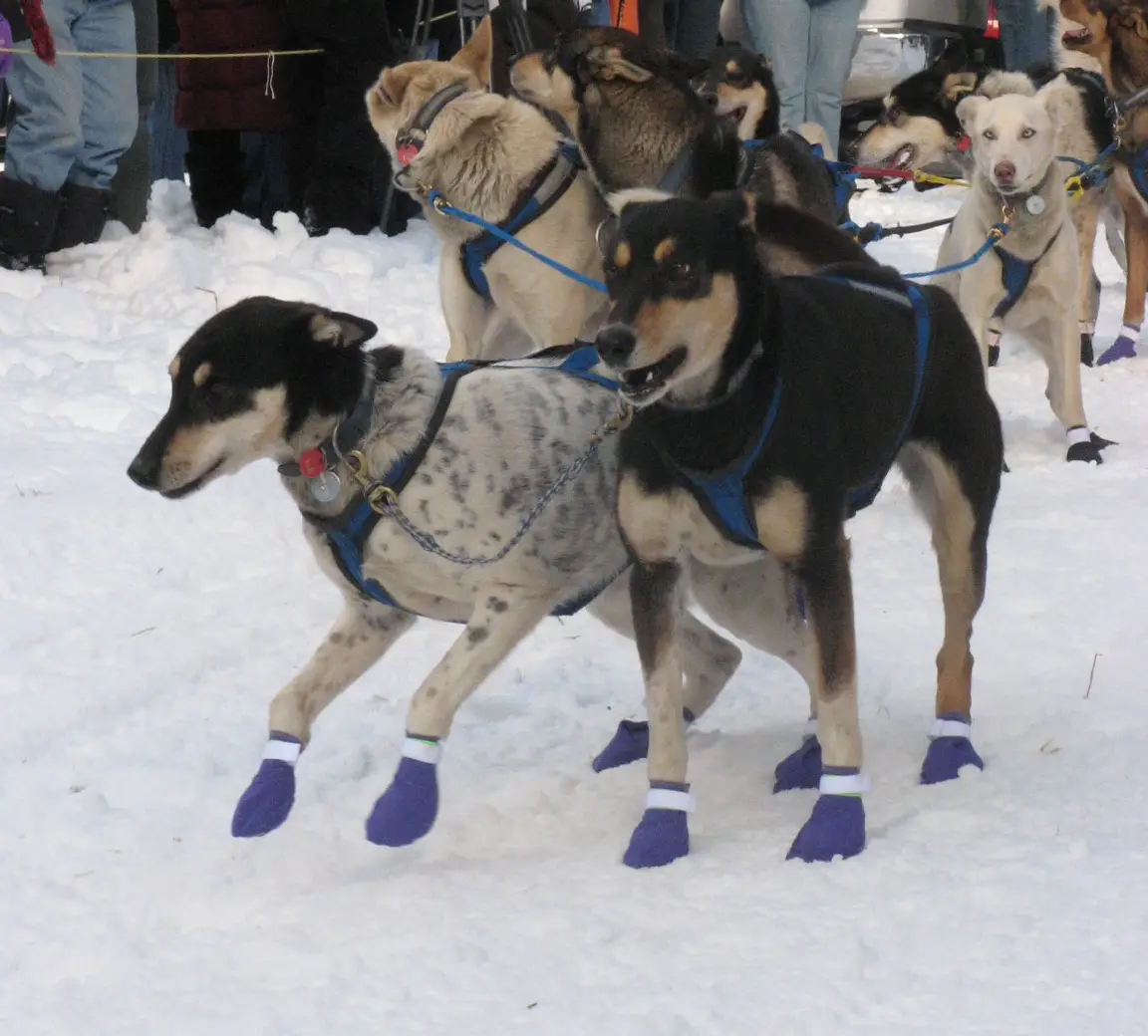 Team de chiens de traîneau en course