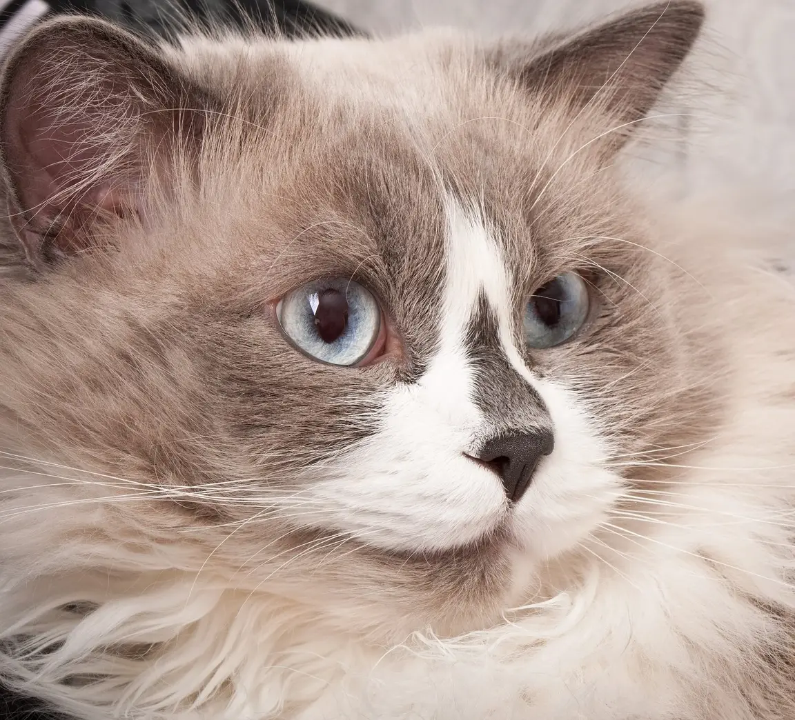 Chat Ragdoll, regard posé