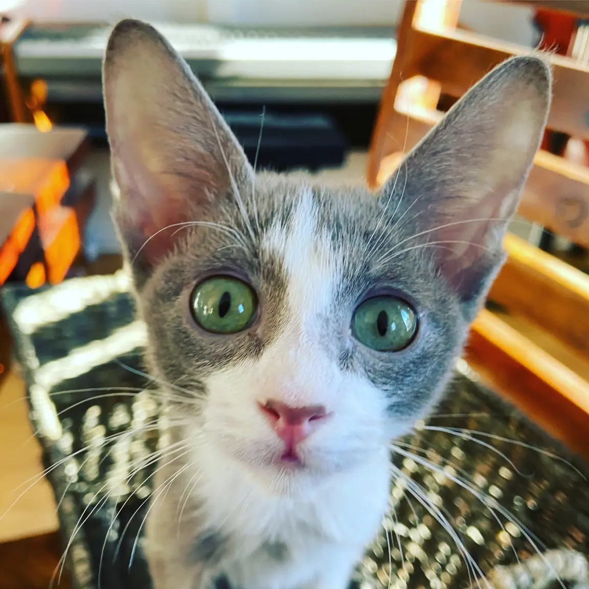 Chaton Peterbald au pelage fin