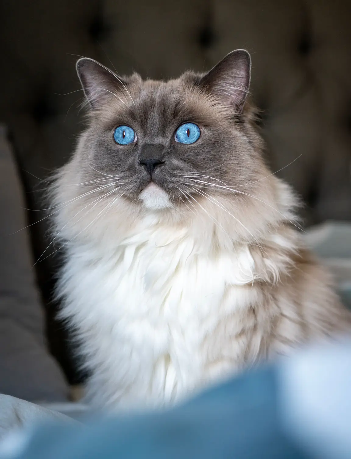 Ragdoll aux yeux bleus