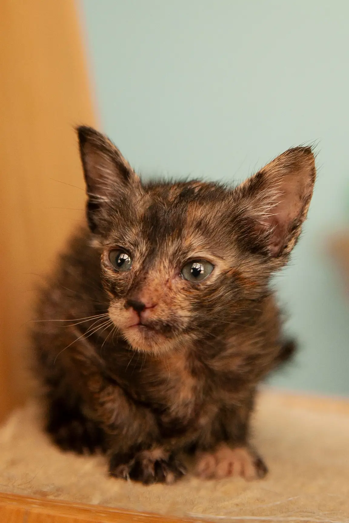 Chaton Lykoi au poil clairsemé