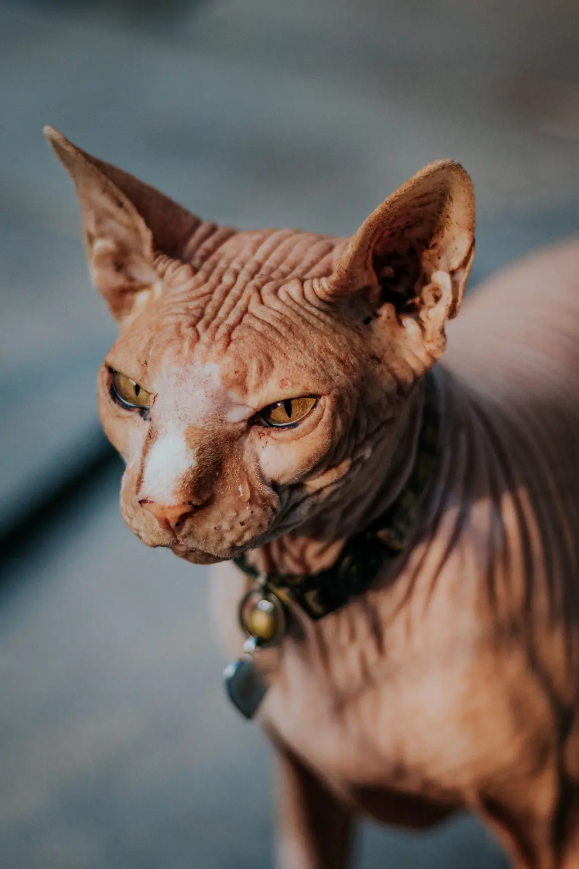 Chat Donskoy à collier, peau visible
