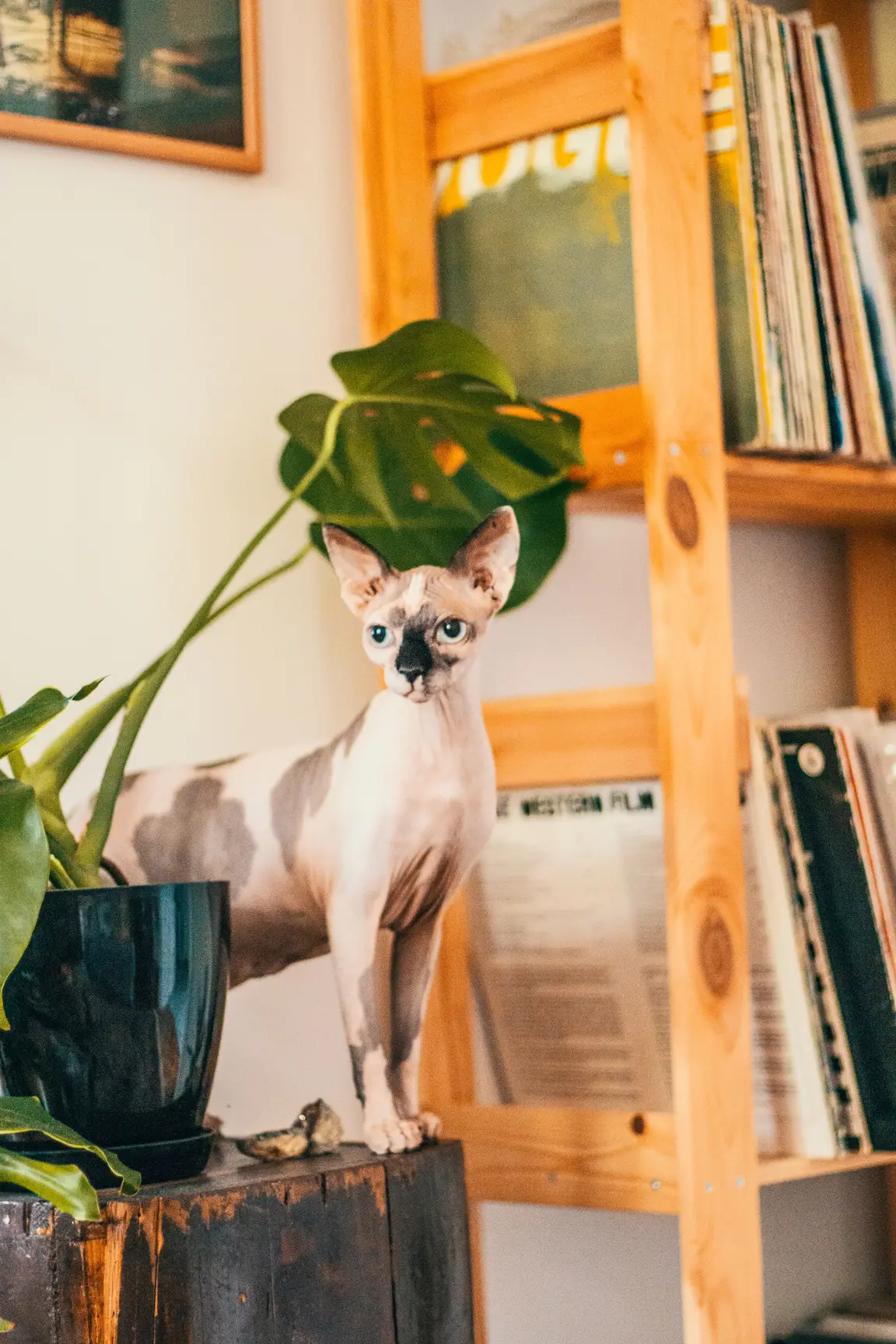 Chat Sphynx sans poils en portrait