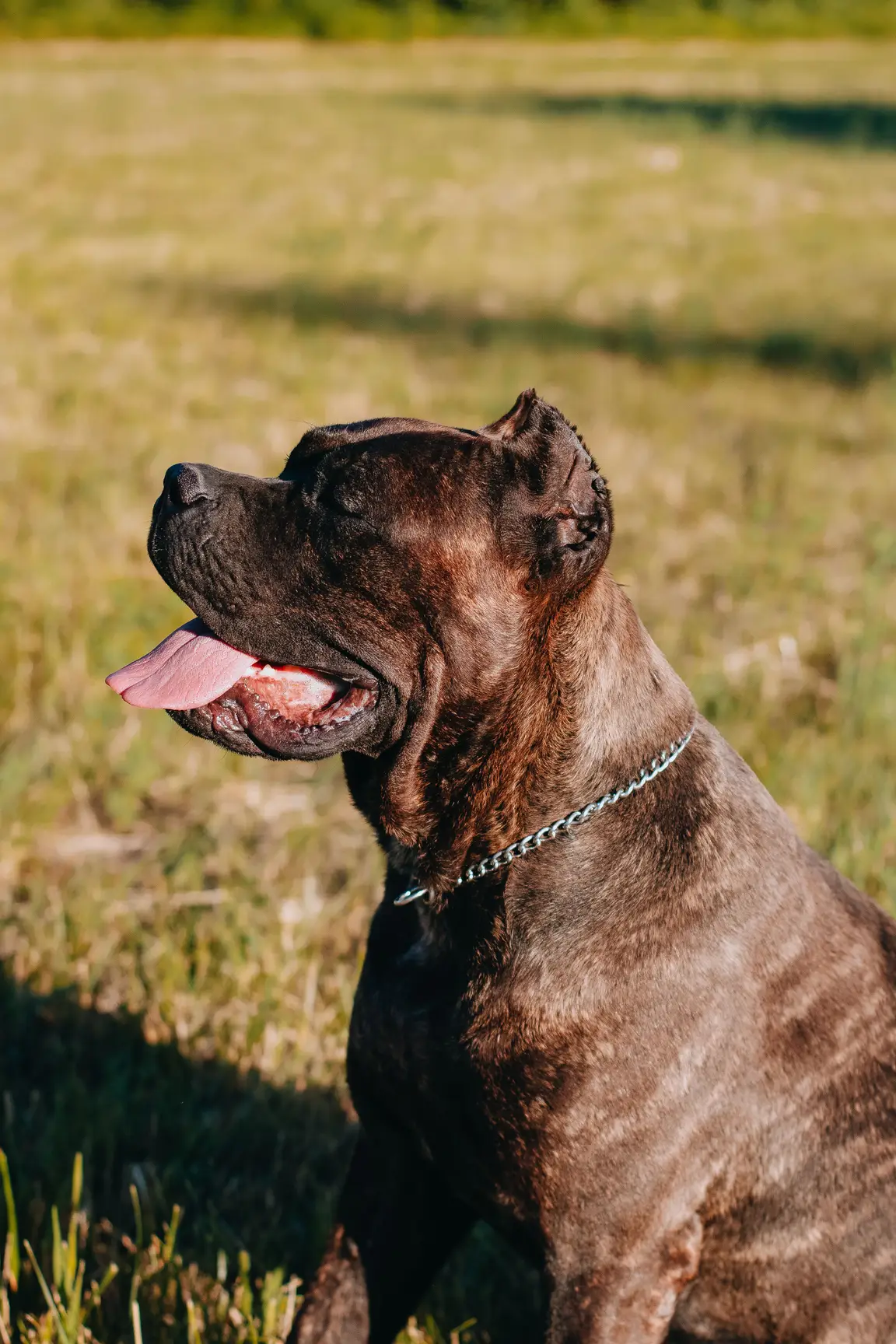 Cane corso, molosse italien non catégorisé