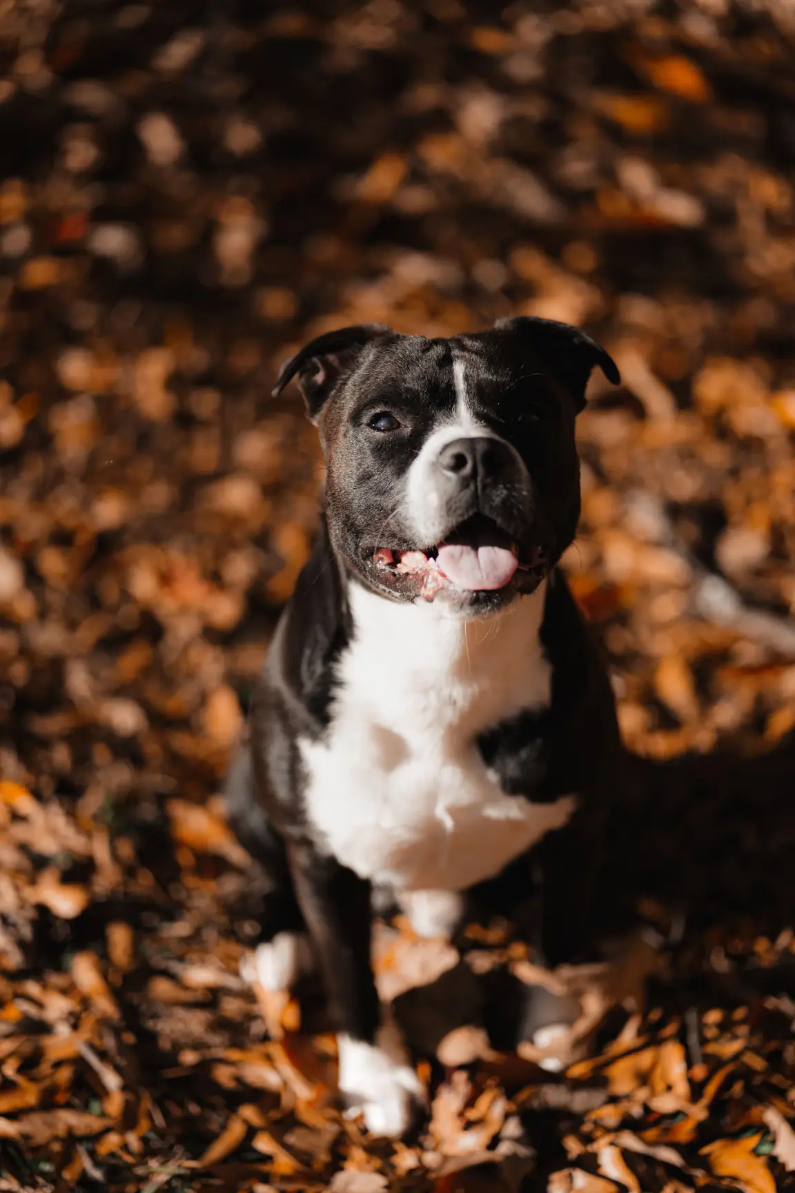 Staffordshire bull terrier, une race non catégorisée en France