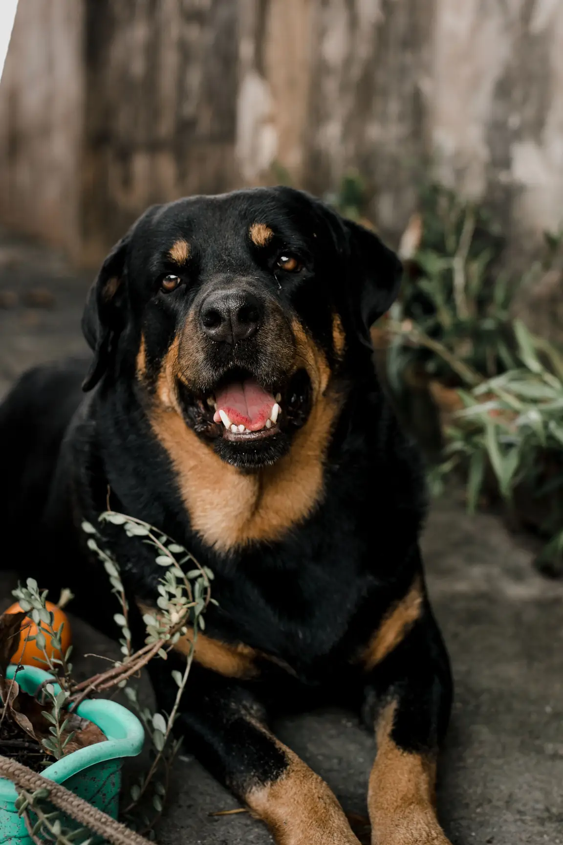 Rottweiler adulte, chien de 2e catégorie en France