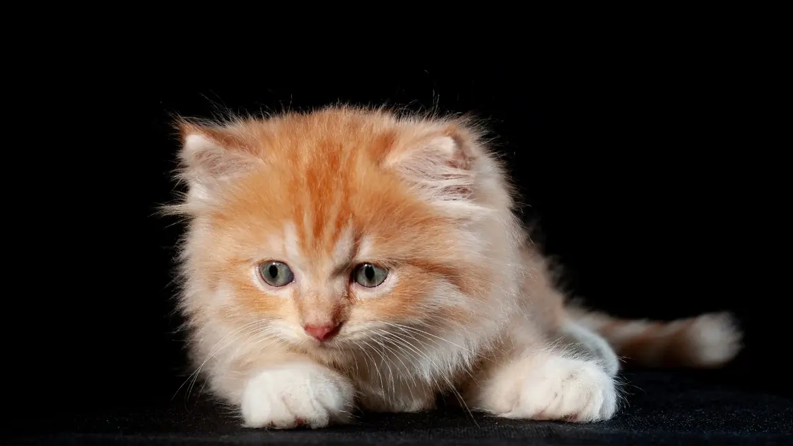 Chaton Persan, robe fournie