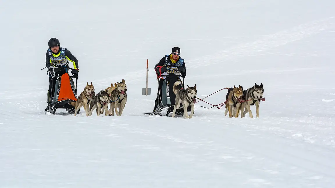 Course de chiens de traîneau en duel