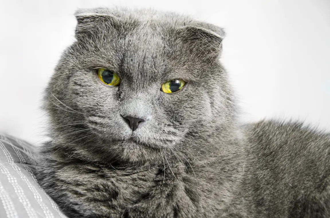British Shorthair au poil dense