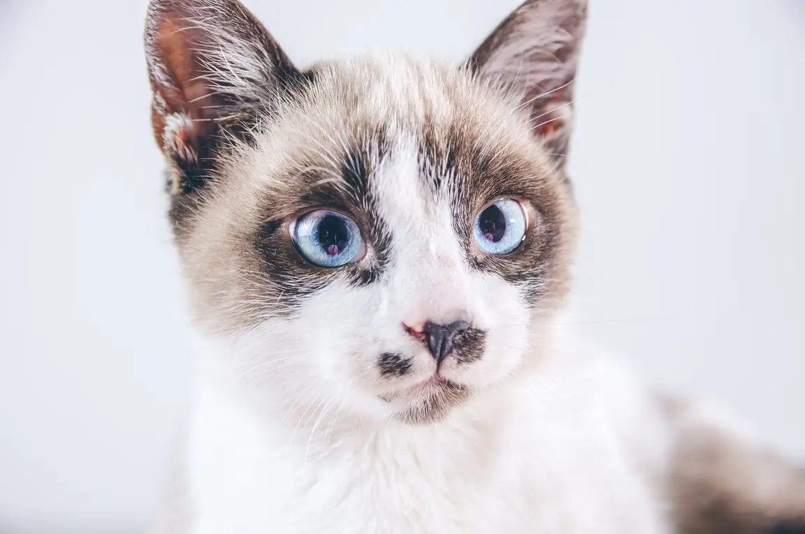 Chat à robe colourpoint, yeux bleus