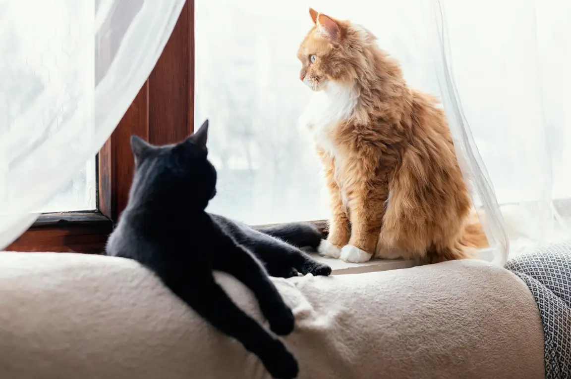 Chats dans un intérieur, cadre de vie quotidien
