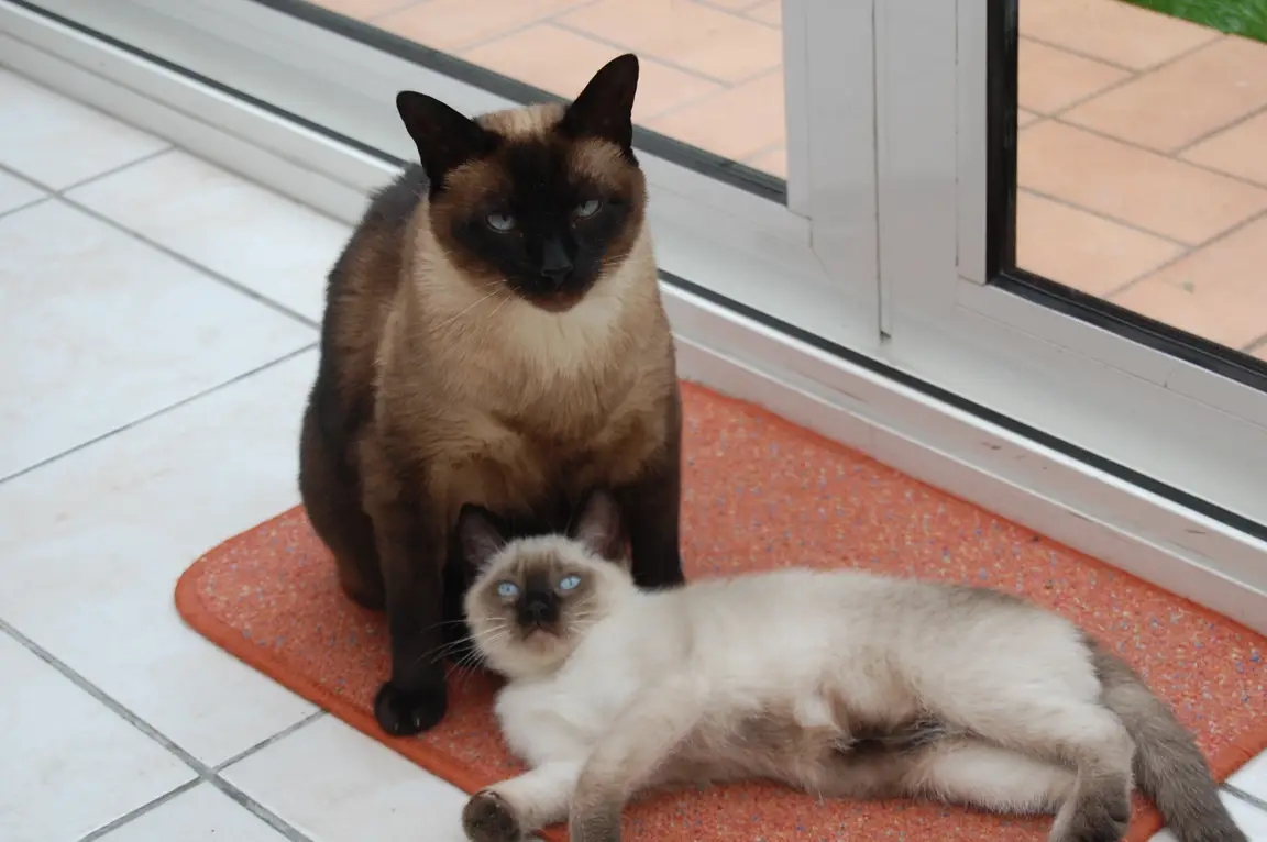 Siamois seal point aux yeux bleus