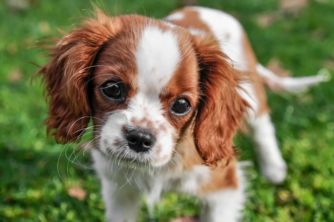 Cachorro Cavalier King Charles na relva