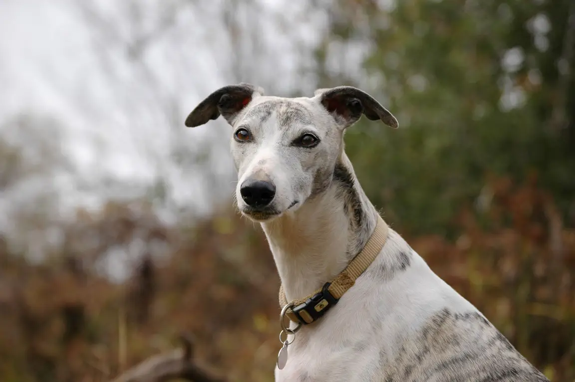Whippet : photo de la race
