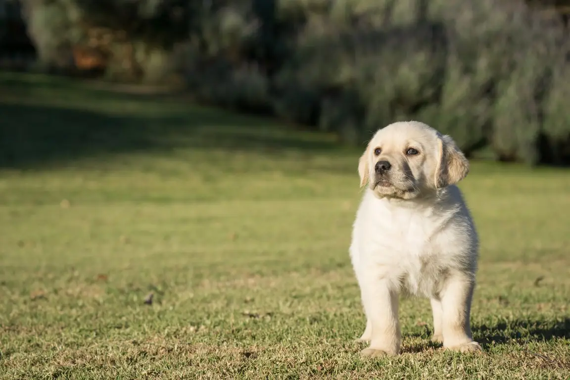 Chiot Labrador Retriever sable debout dans l’herbe