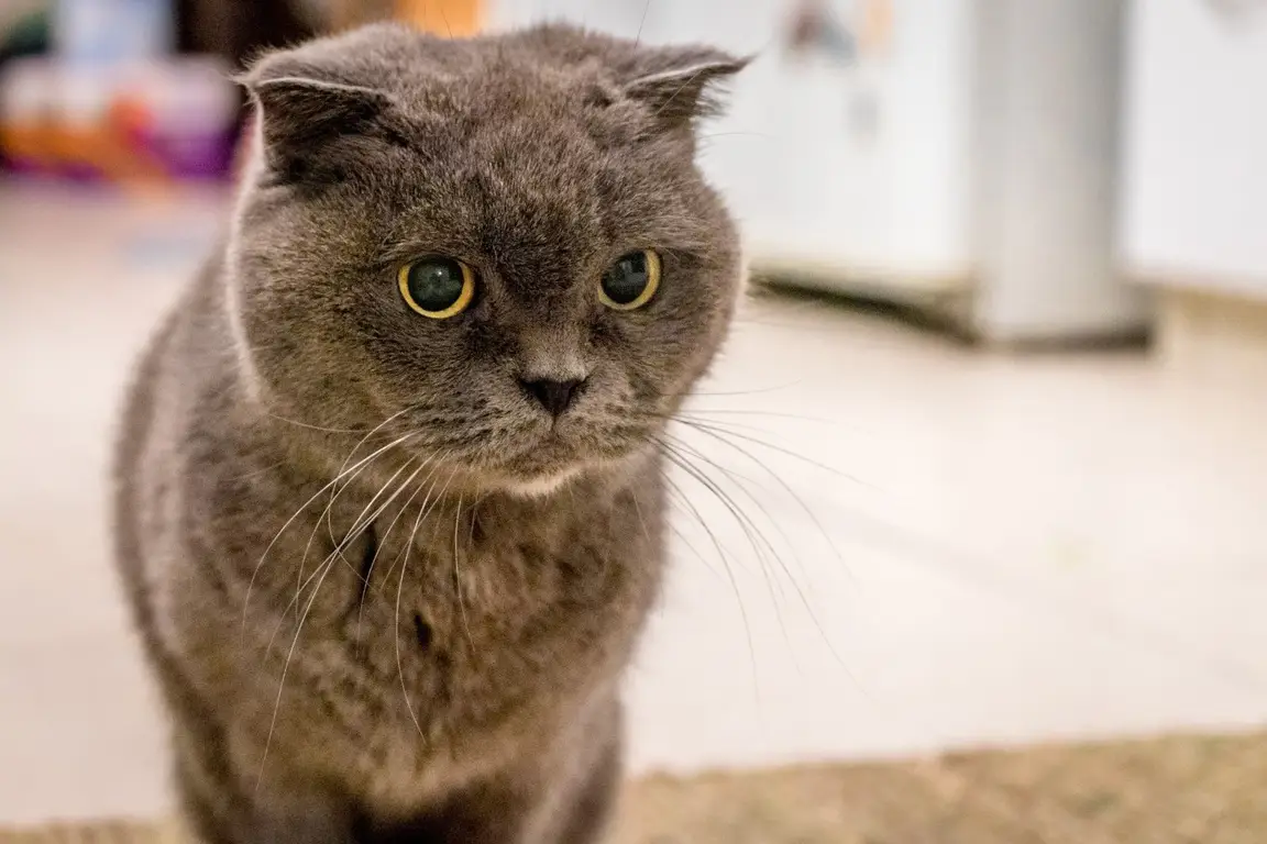 British Shorthair au poil dense