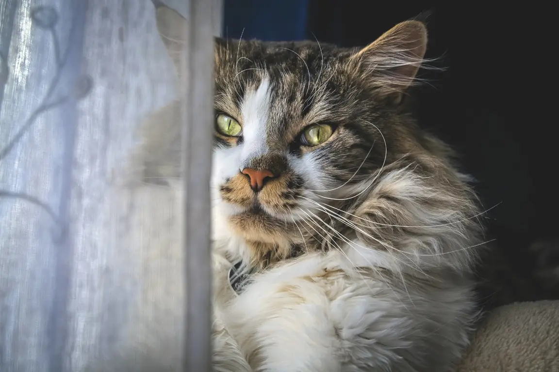 Maine Coon adulte au poil long