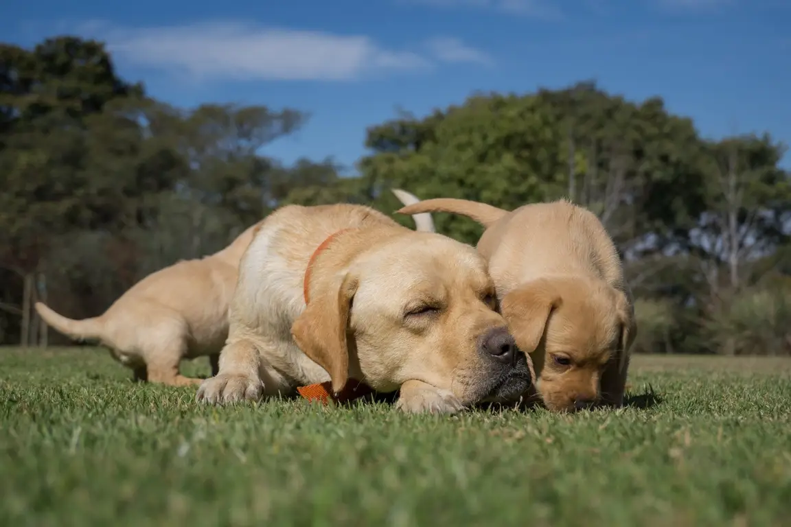 Portée de chiots avec leur mère dans l’élevage