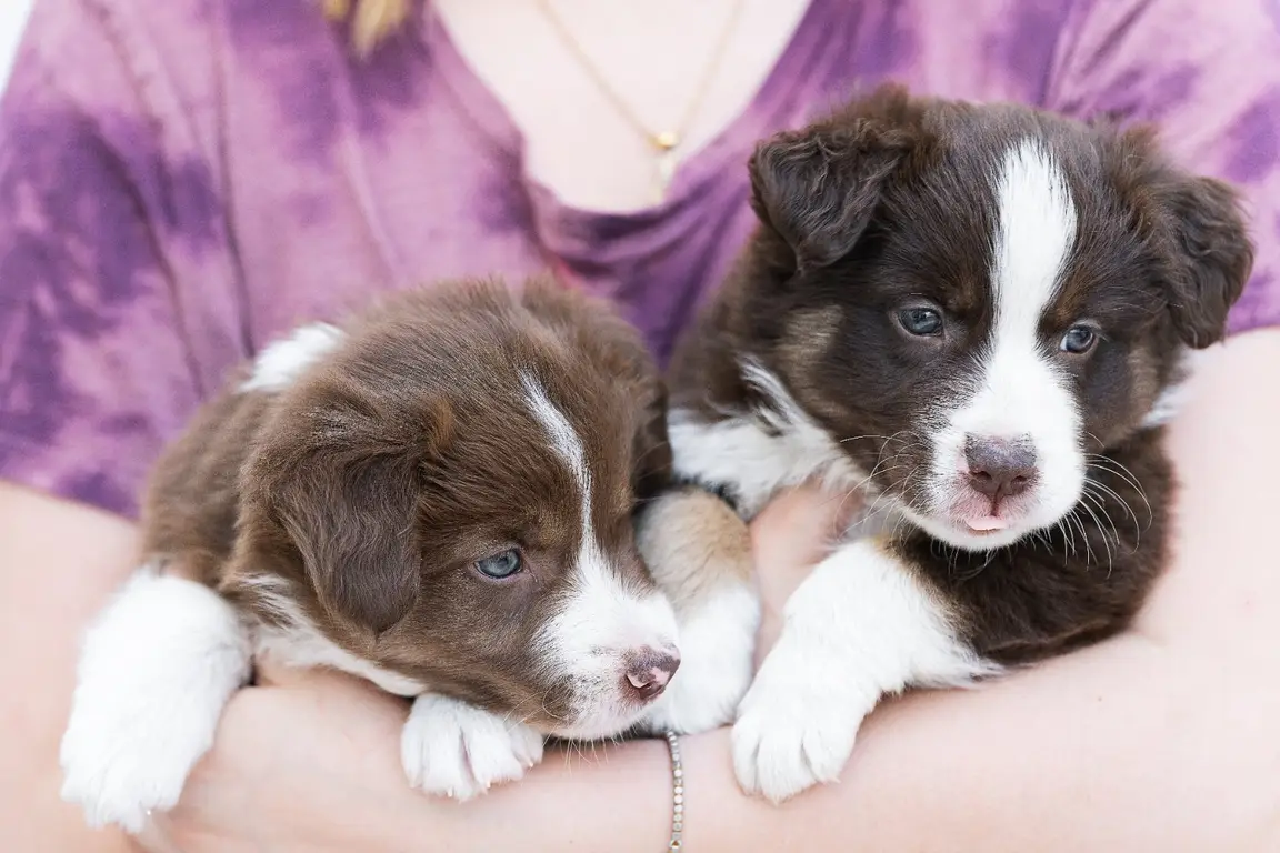 Chiots Border Collie en éveil