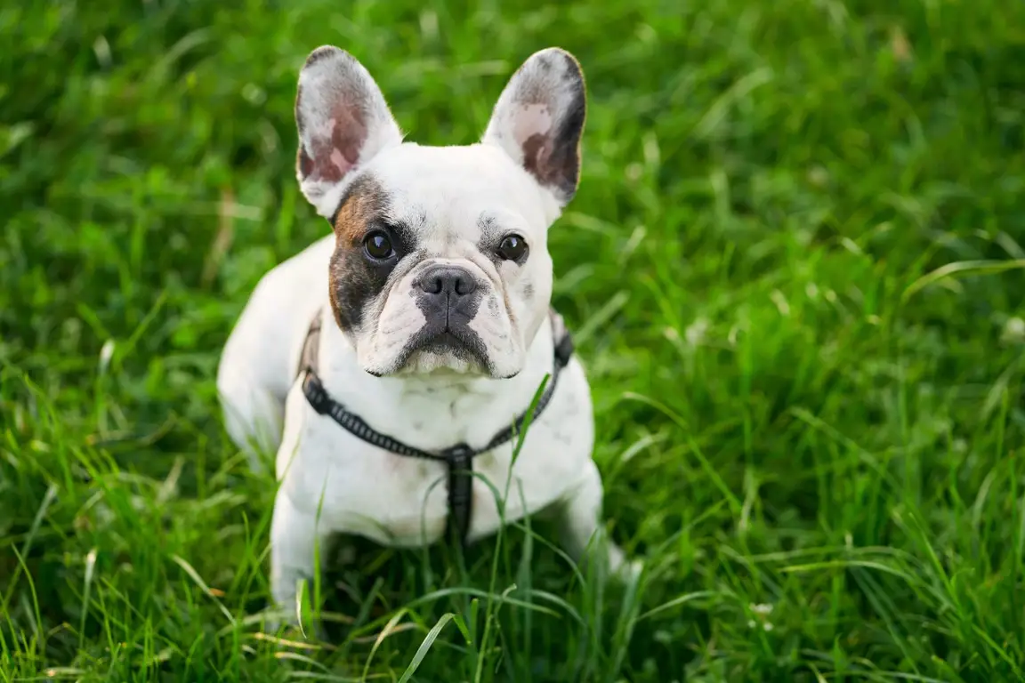 Bouledogue français, silhouette compacte