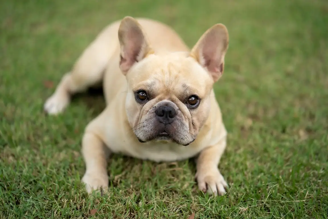 Bouledogue français allongé dans l’herbe