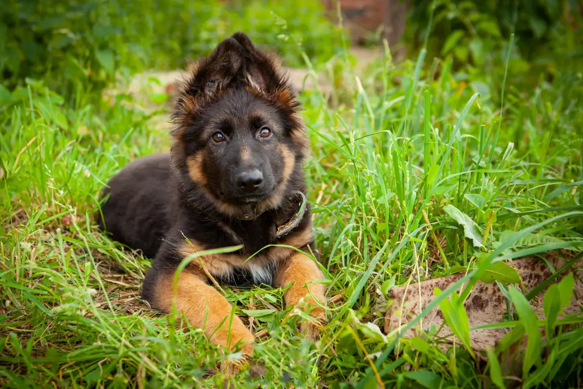 Chiot Berger allemand allongé dans l’herbe