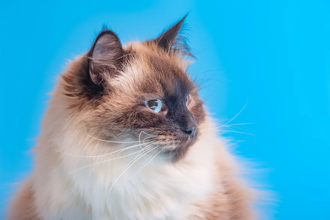Chat à robe colourpoint, yeux bleus