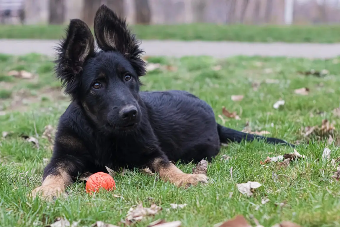 Chiot Berger allemand, portrait de face