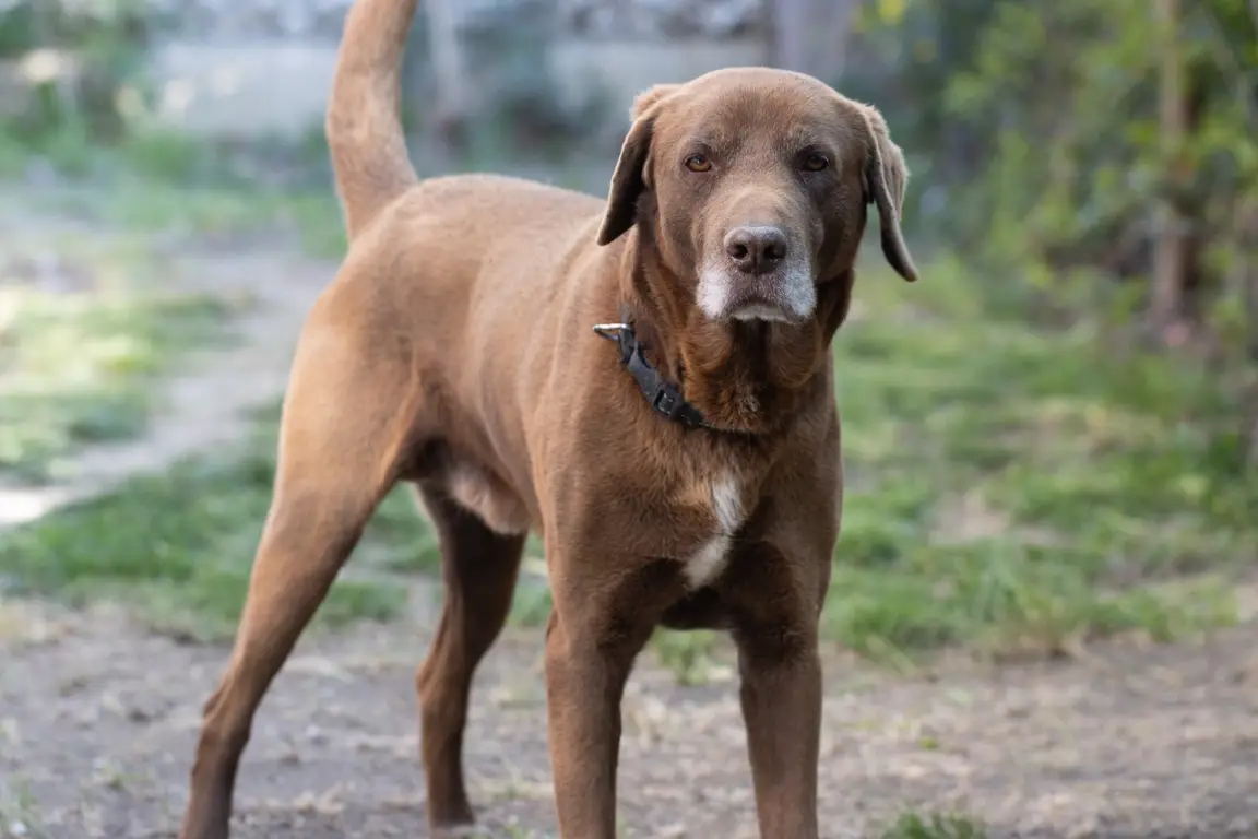 Labrador Retriever adulte, pelage court, attitude calme