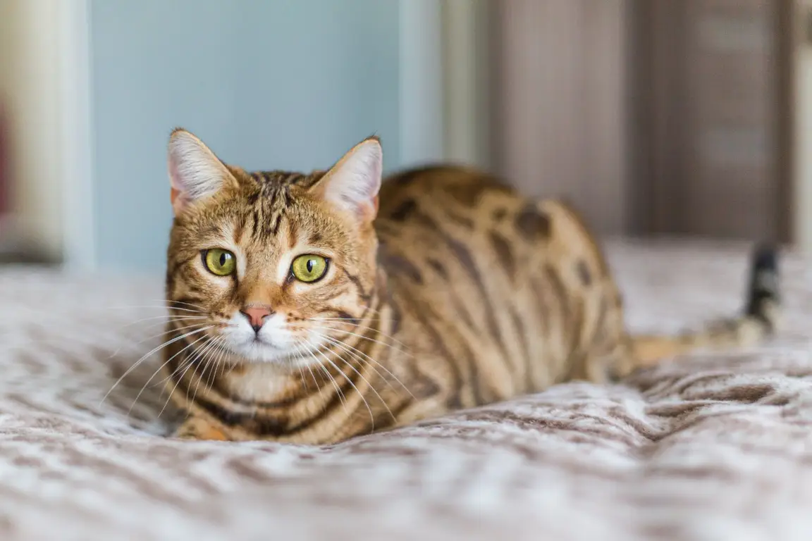 Chat Bengal adulte, robe tachetée