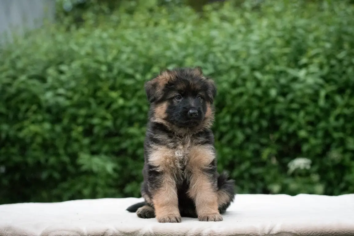 Chiot Berger allemand, portrait de face