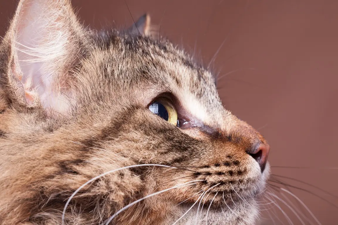 Maine Coon adulte au poil long