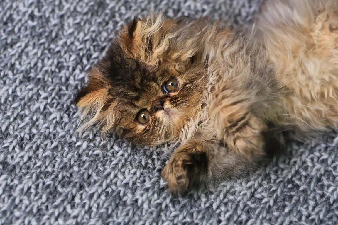Chaton Persan, robe fournie