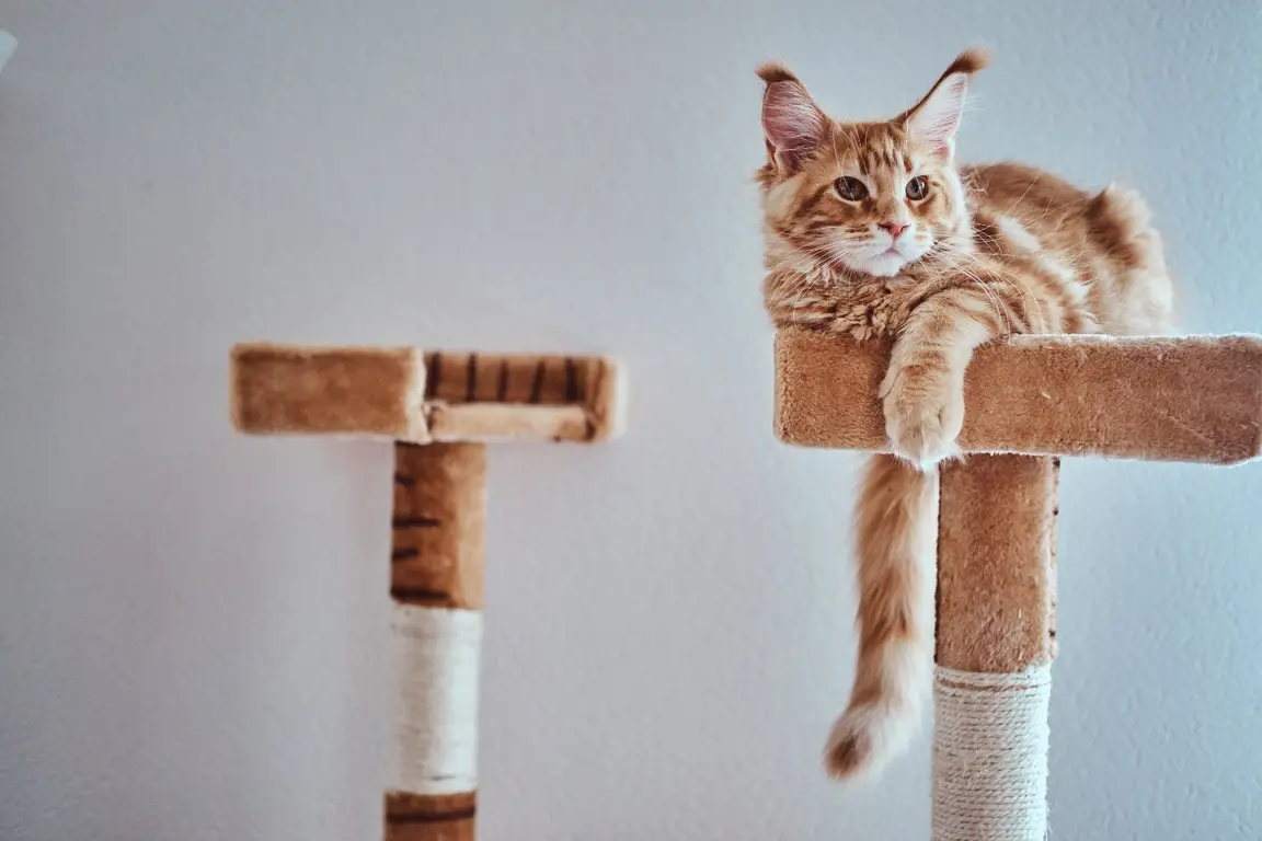 Chaton Maine Coon
