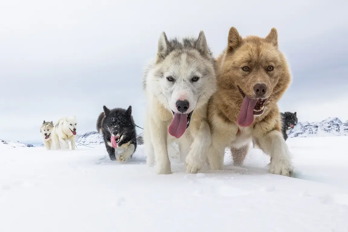 Chiens de traîneau au Groenland