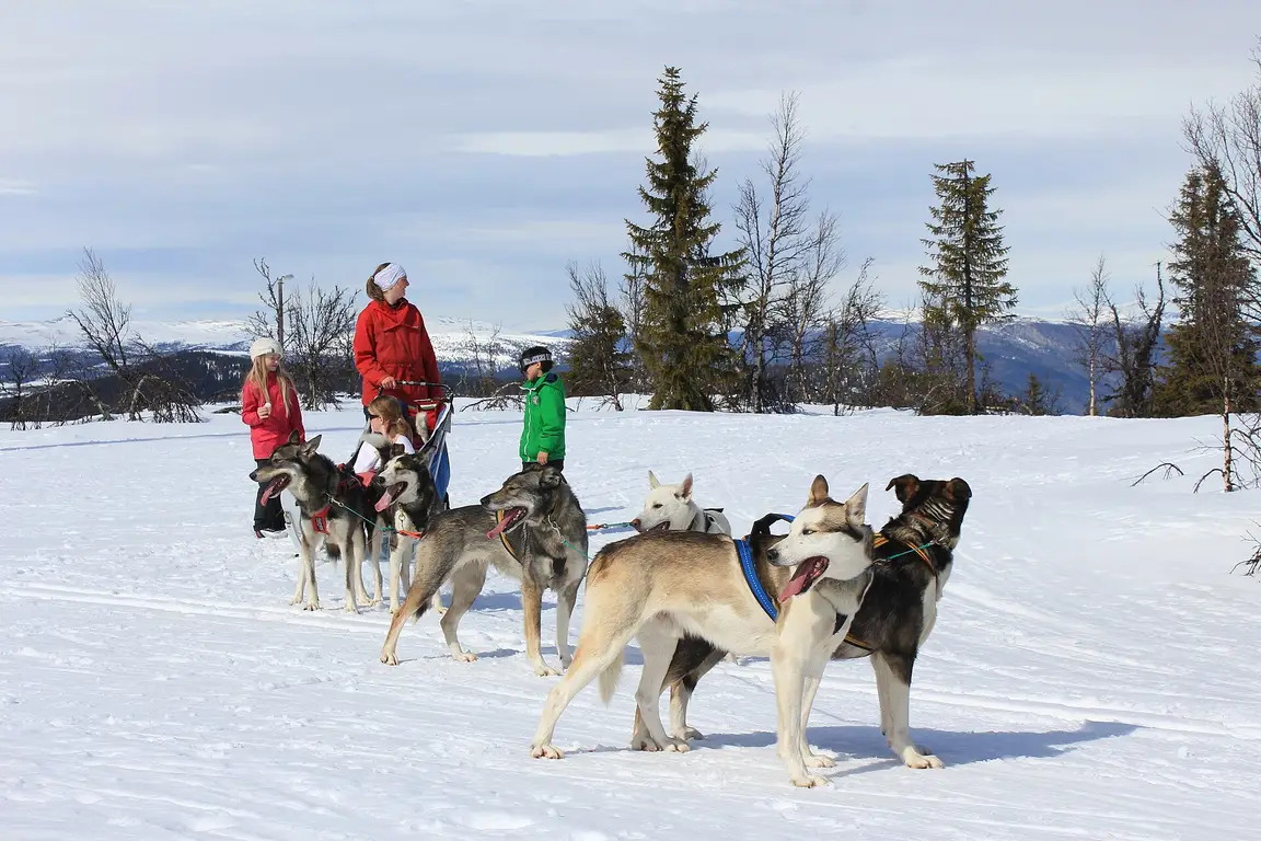 Attelage de huskys prêt à partir