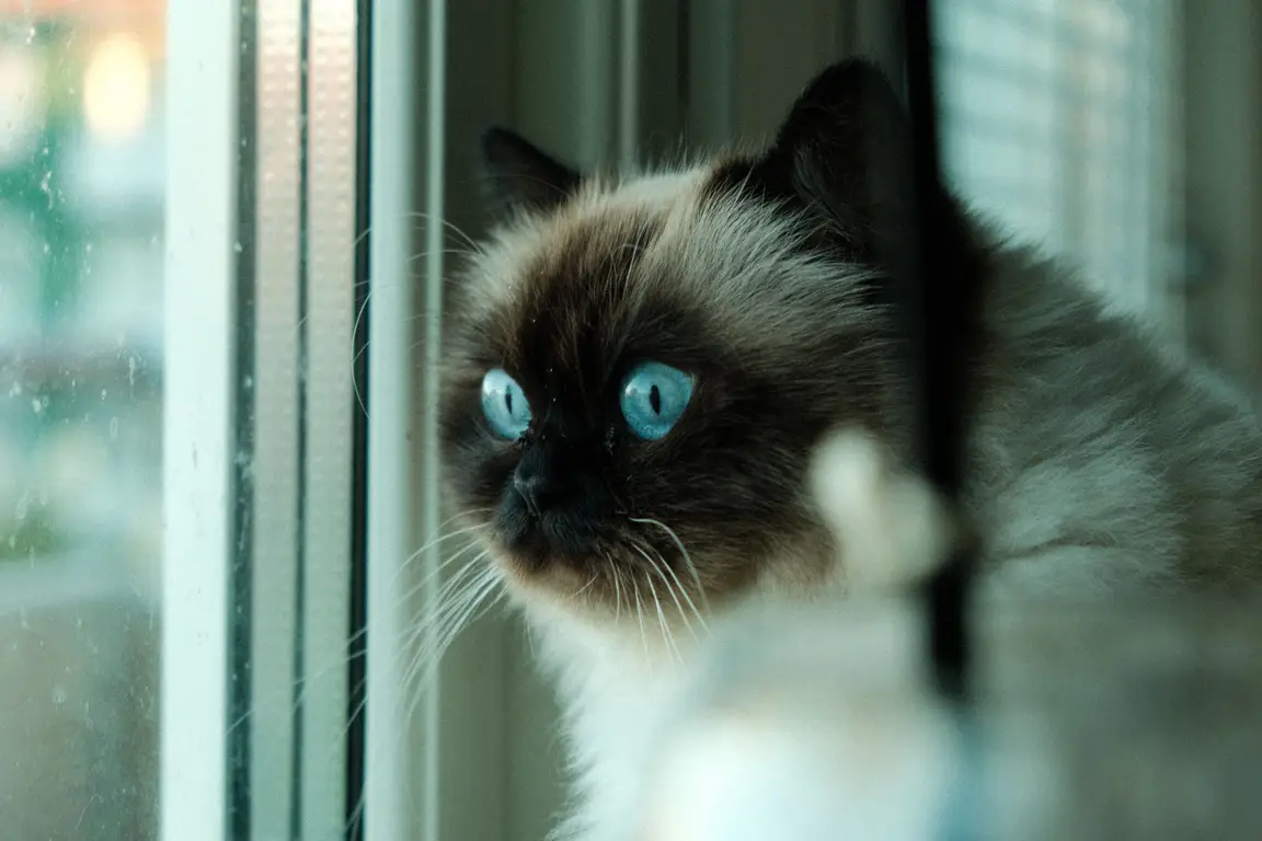 Balinais au regard bleu