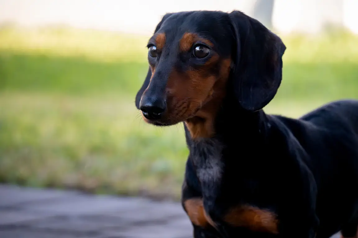 Cachorro teckel preto e fogo, uma raça com preços mais acessíveis
