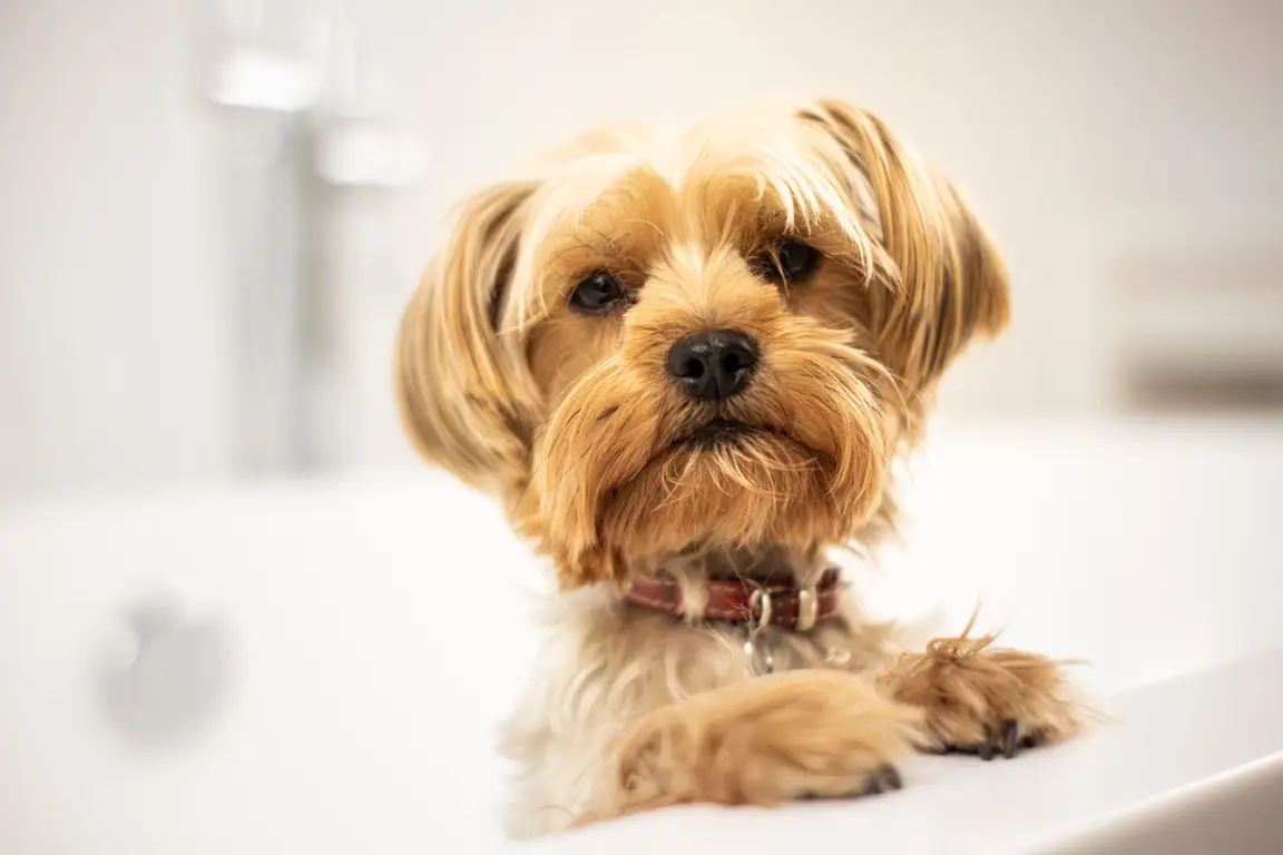 Yorkshire terrier, uma das pequenas raças mais procuradas