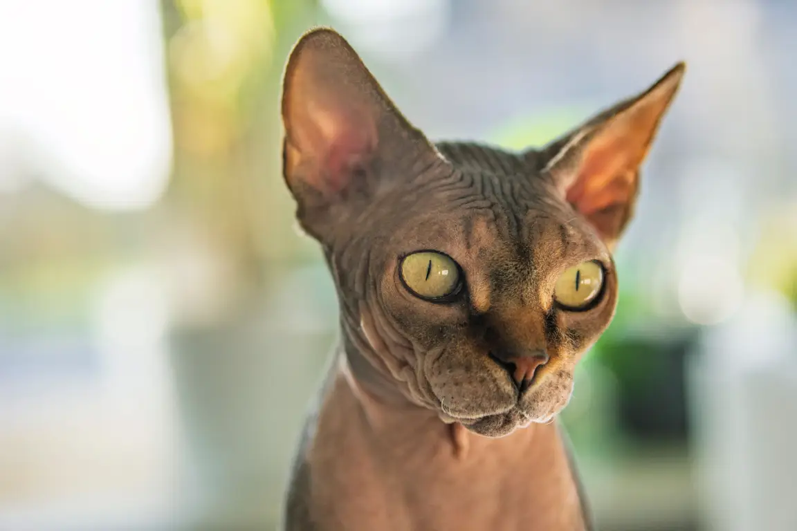 Chat Sphynx, race sans poil aux soins cutanés spécifiques