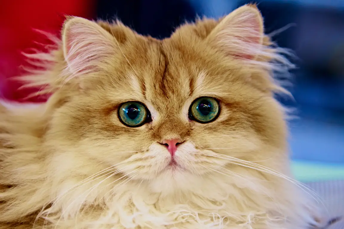 Chat Persan au poil long : un entretien quotidien à prévoir