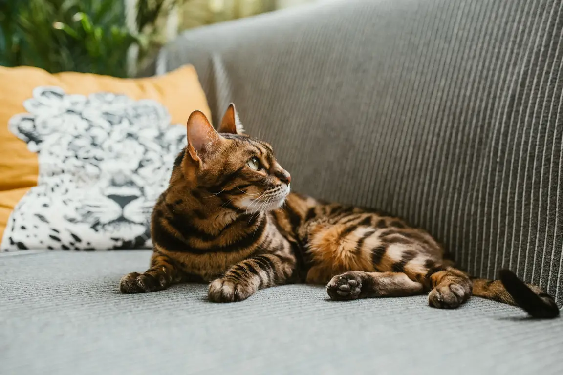 Chat Bengal à la robe tachetée allongé sur un canapé