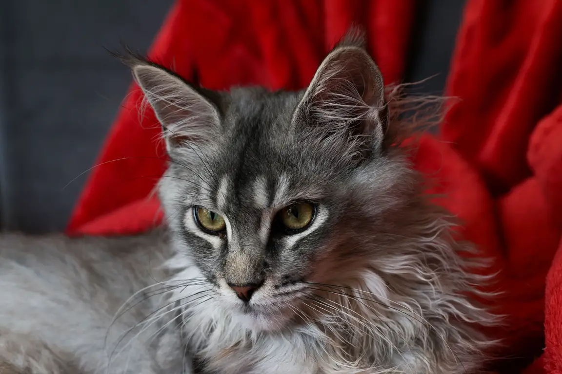 Maine Coon gris tigré au poil mi-long